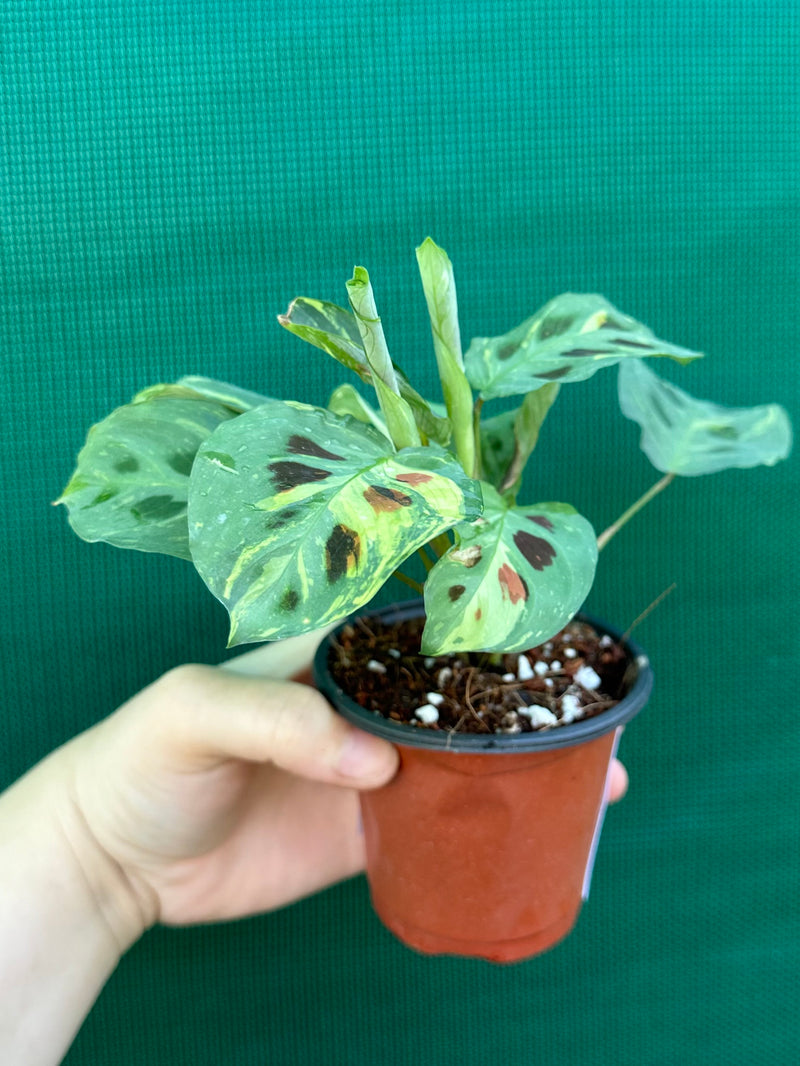 Variegated Maranta Leuconeura