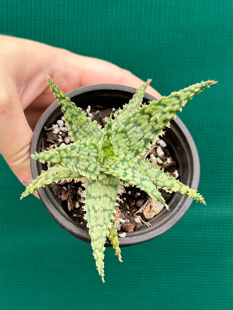 Aloe ‘Fantasy Hybrid’ NEW