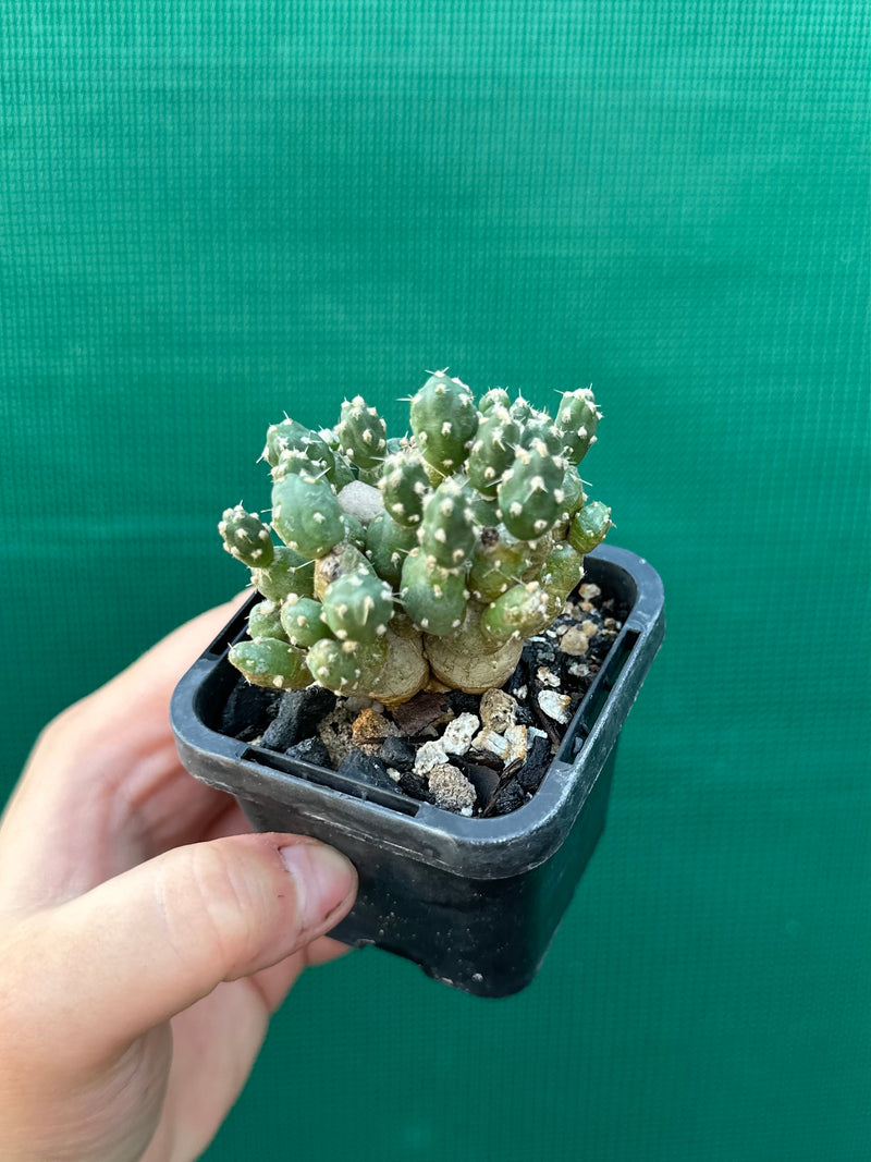 Matucana Polzii