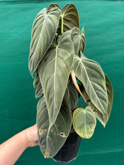 Philodendron Melanochrysum