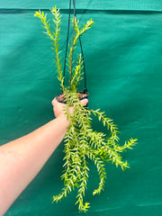 Phlegmariurus Phlegmarioides Fiji Layered Tassel Fern NEW