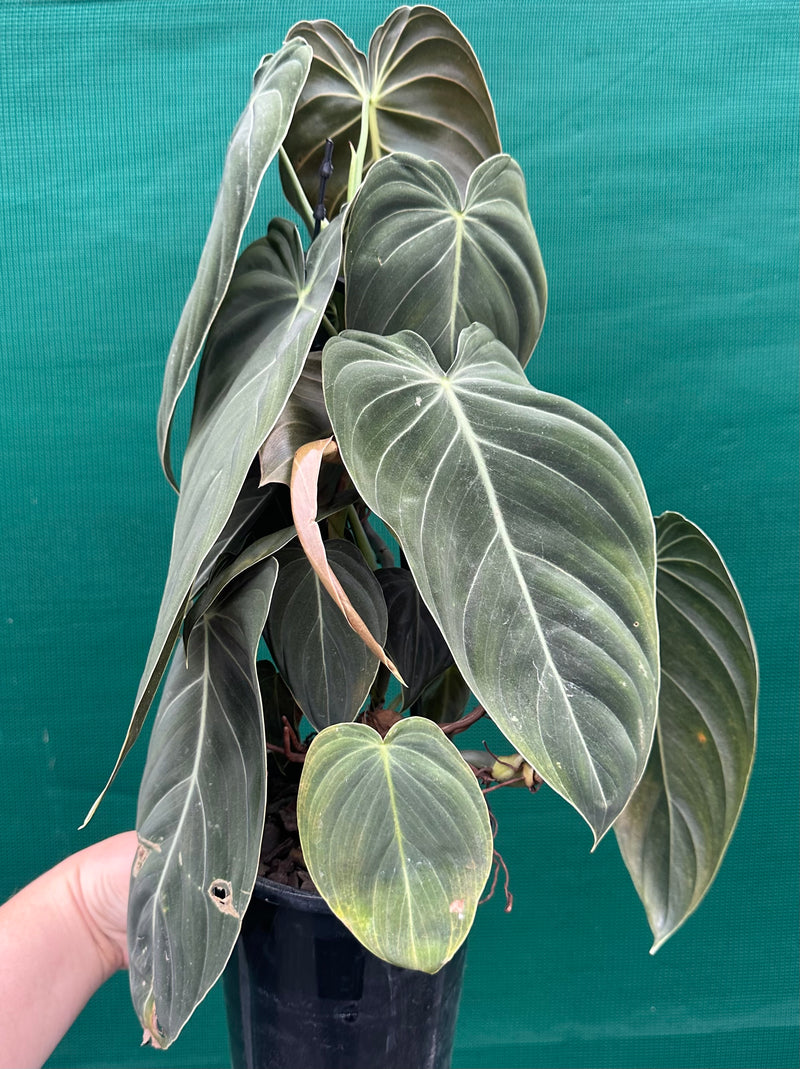 Philodendron Melanochrysum