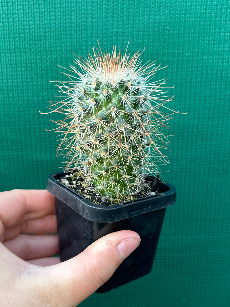 Mammillaria magnifica