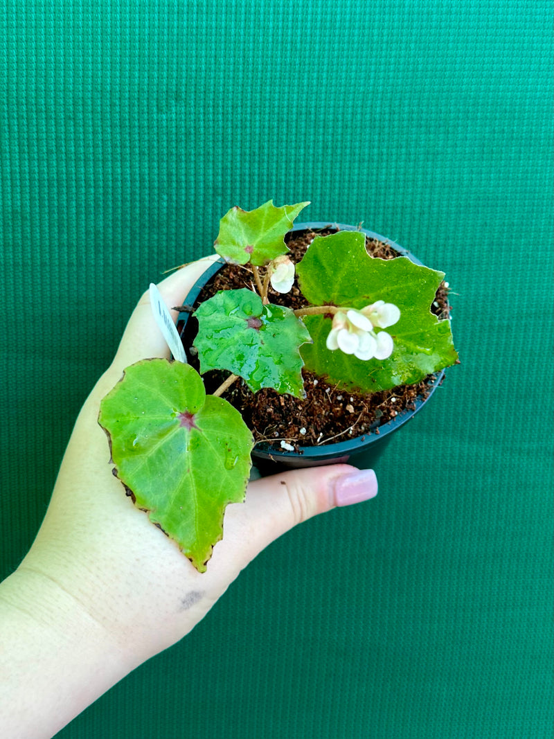 Begonia ‘Bleeding Heart’