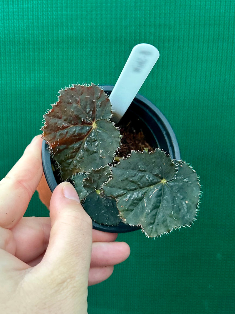 Begonia ‘Shilo’