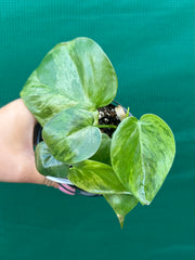 Philodendron Heart-leaf Variegated