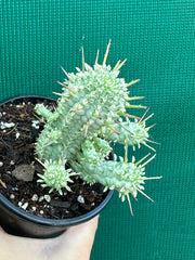 Euphorbia mammillaris variegata ‘Albino Corn Cob’