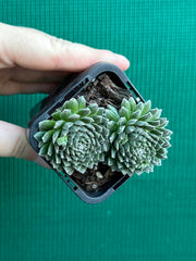 Sempervivum arachnoidium