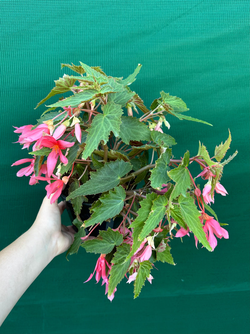 Begonia ‘Bossa Nova’ (Pink Flower) NEW