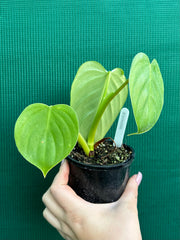 Philodendron ‘Eximium’