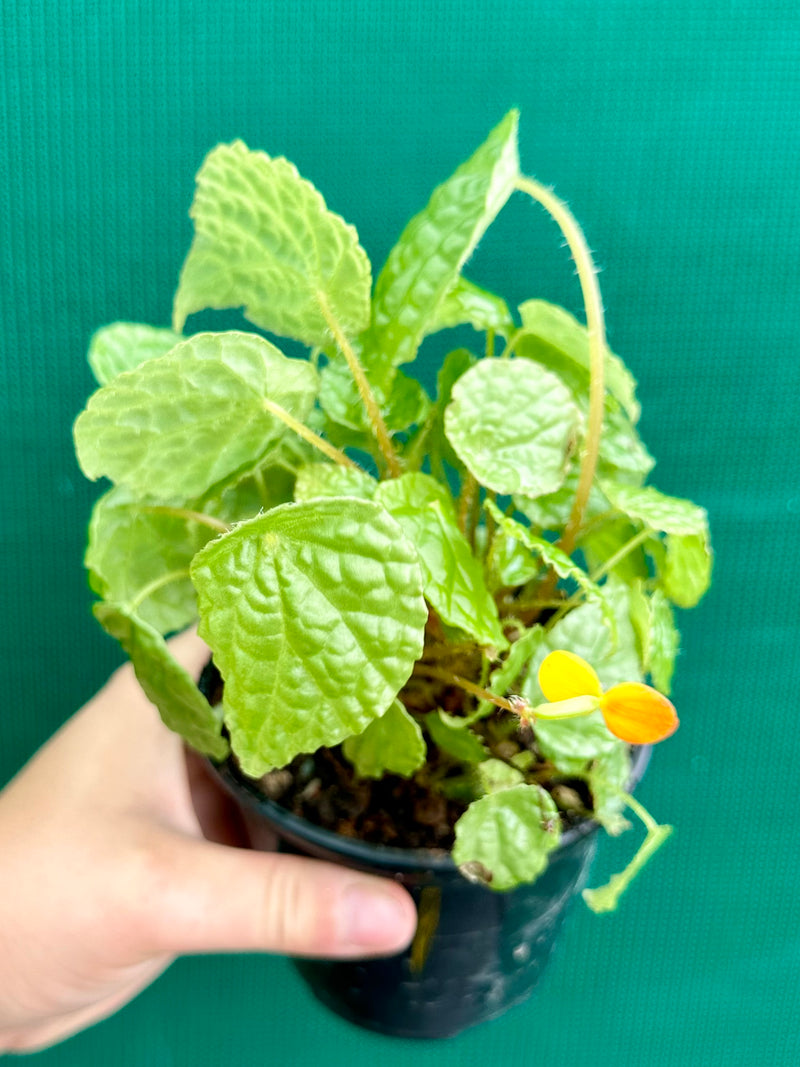 Begonia buttercup (yellow flowers)