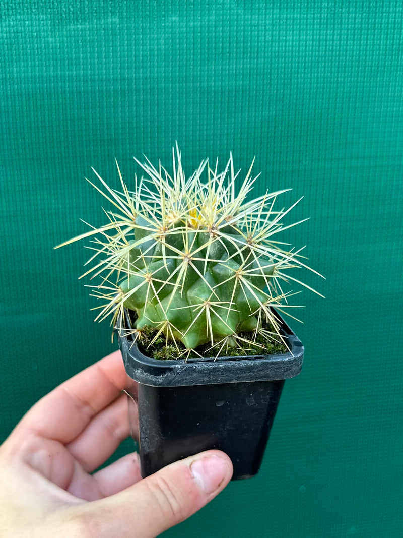 Golden Barrel Cactus