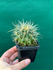 Golden Barrel Cactus