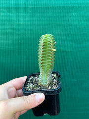 Euphorbia jansenvillensis