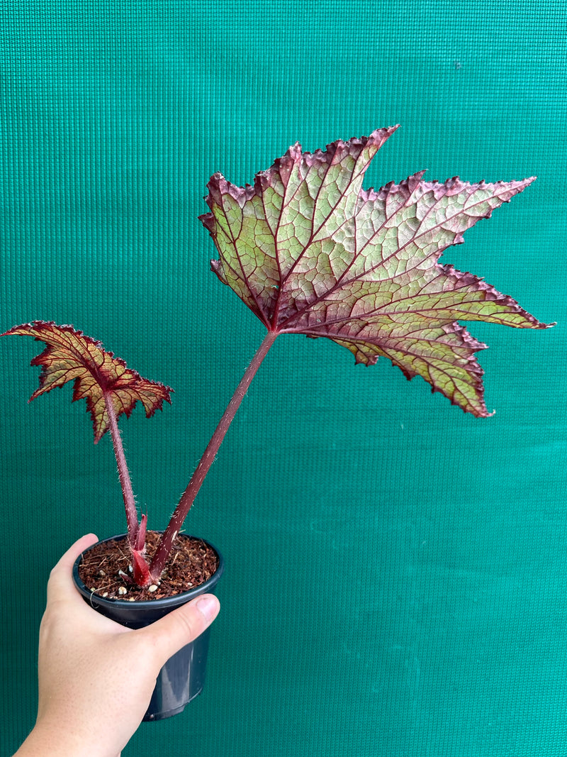 Begonia ‘Fiery Heart’ NEW