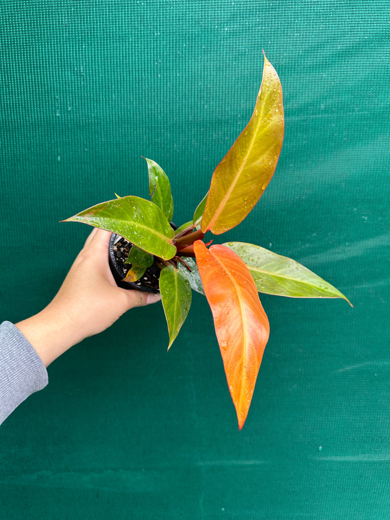 Philodendron ‘Sun Red’