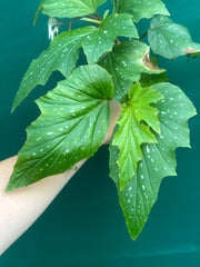 Begonia ‘Sophie Cecile’