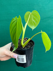 Philodendron ‘Eximium’