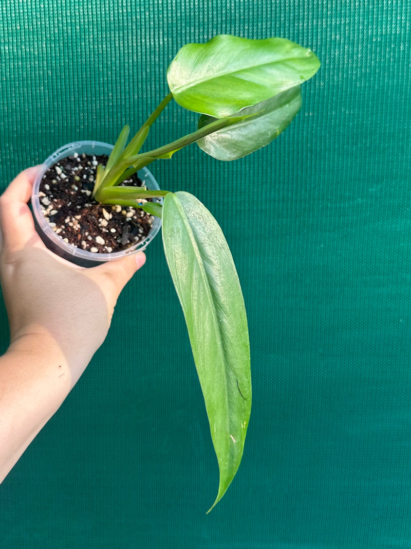 Philodendron ‘Domesticum’