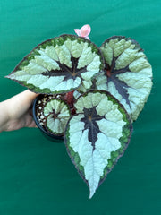 Begonia ‘Lively Ladd’