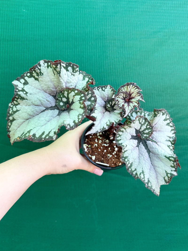 Begonia NOID 35