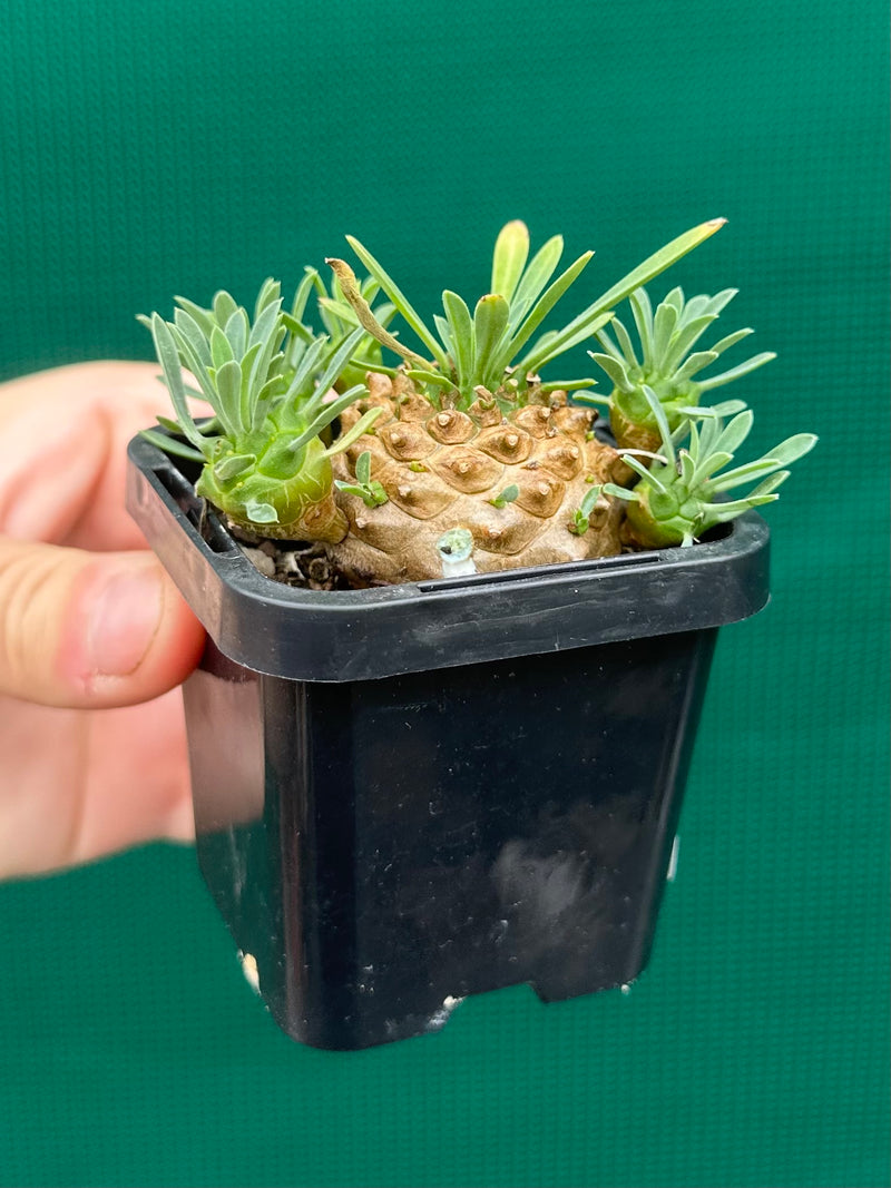 Euphorbia ‘Pineapple Head’ NEW