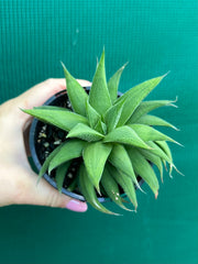 Haworthia Hybrid CV ‘Sandpaper’