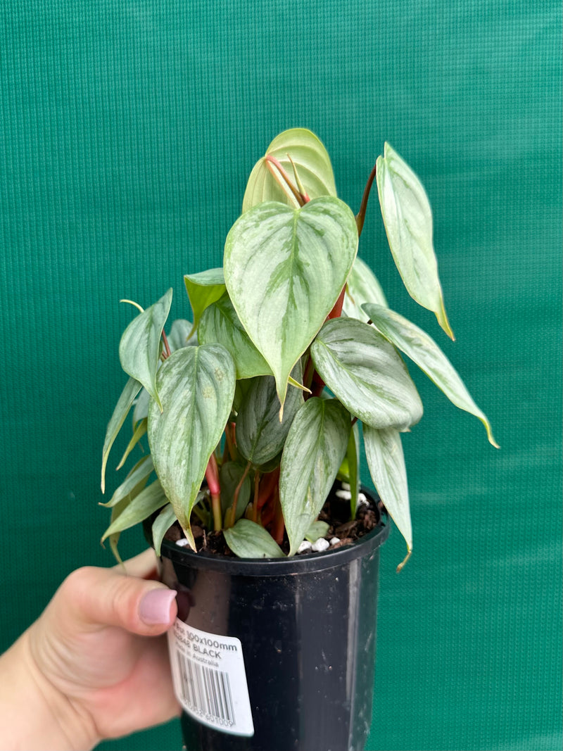 Philodendron sodiroi