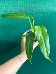 Philodendron ‘Domesticum’