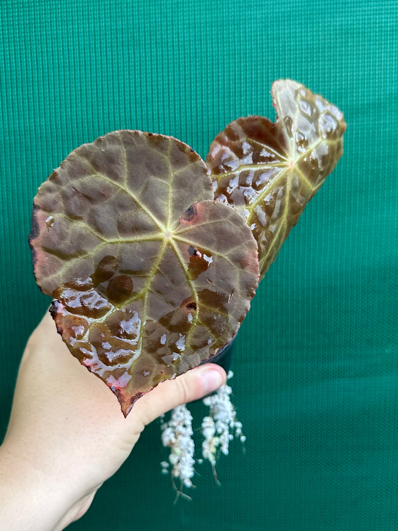 Begonia mumtaz