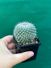 Mammillaria Hahniana