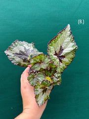 Begonia ‘Green Shadow’ NEW