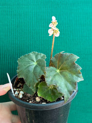 Begonia ‘RB Hybrid 653’