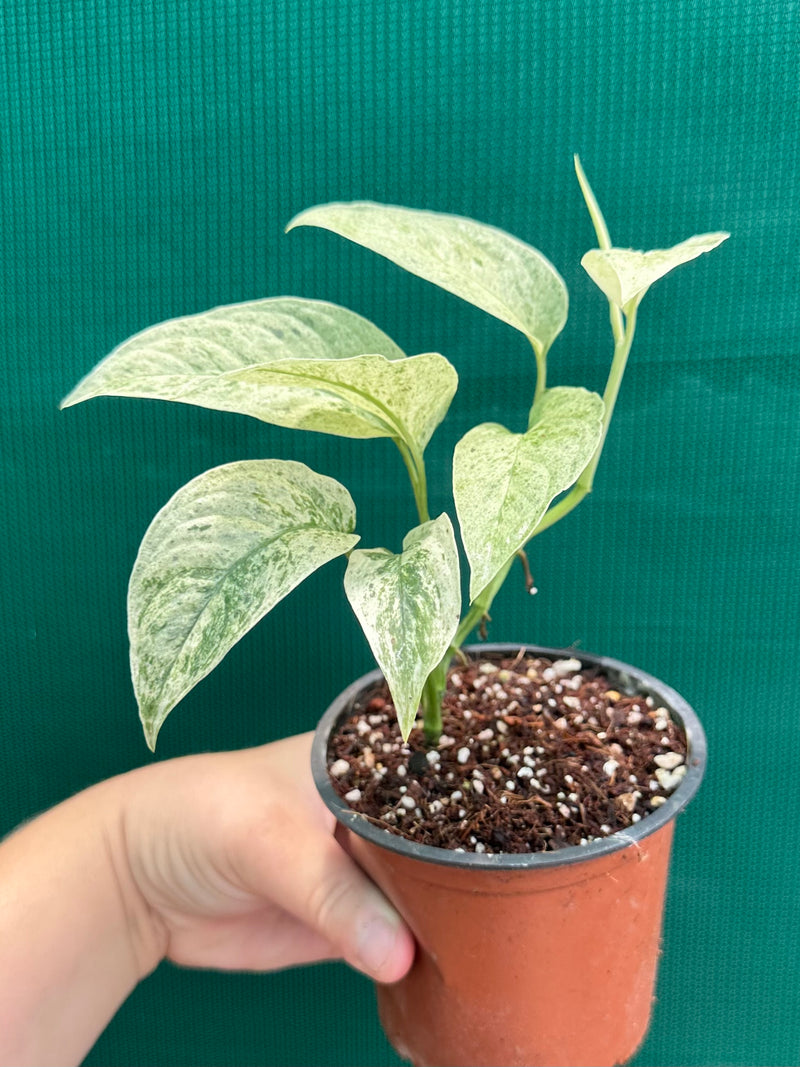 Monstera ‘Laniata Variegata Mint’