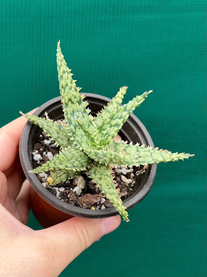 Aloe ‘Fantasy Hybrid’ NEW