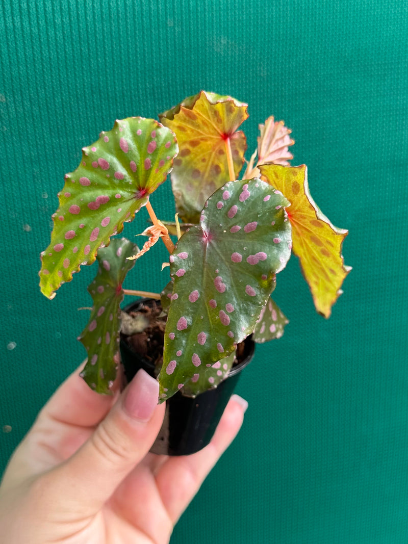 Begonia malachosticta NEW