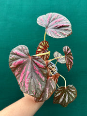 Begonia ‘Candy Stripes’ NEW