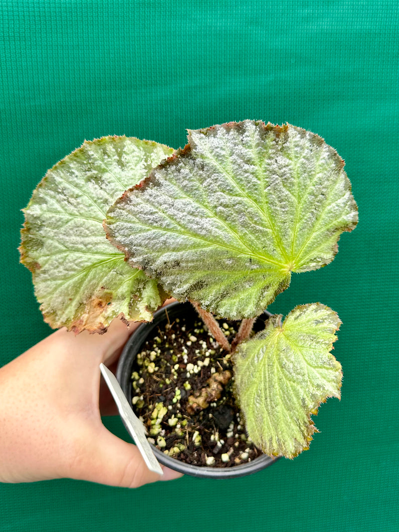 Begonia ‘Blanche’