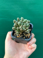 Matucana Polzii