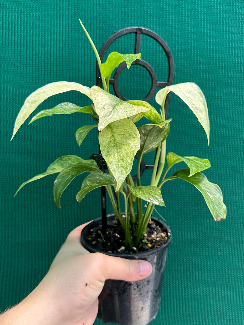 Monstera ‘Laniata Variegata Mint’