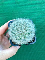 Mammillaria bocosana v splendens