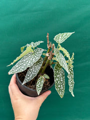 Begonia ‘White Ice’