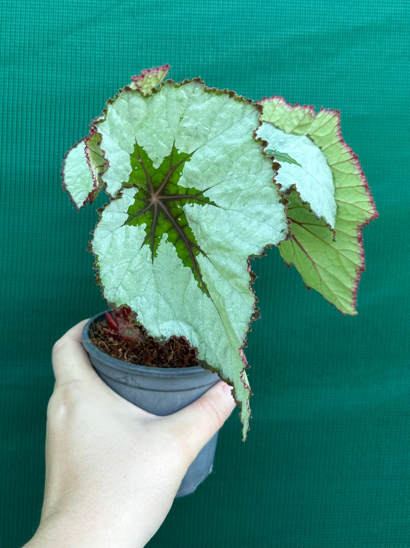 Begonia ‘Silver Anniversary’ NEW