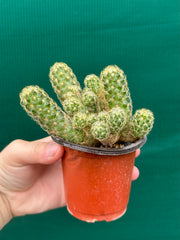 Mammillaria elongata