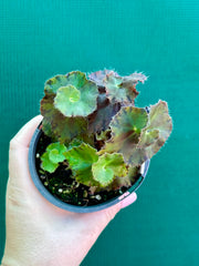 Begonia ‘Copper Crinkle’