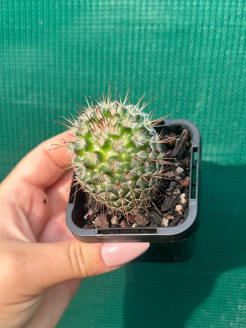 Mammillaria bombycina