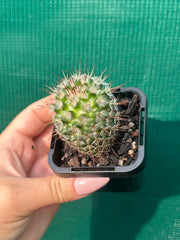 Mammillaria bombycina