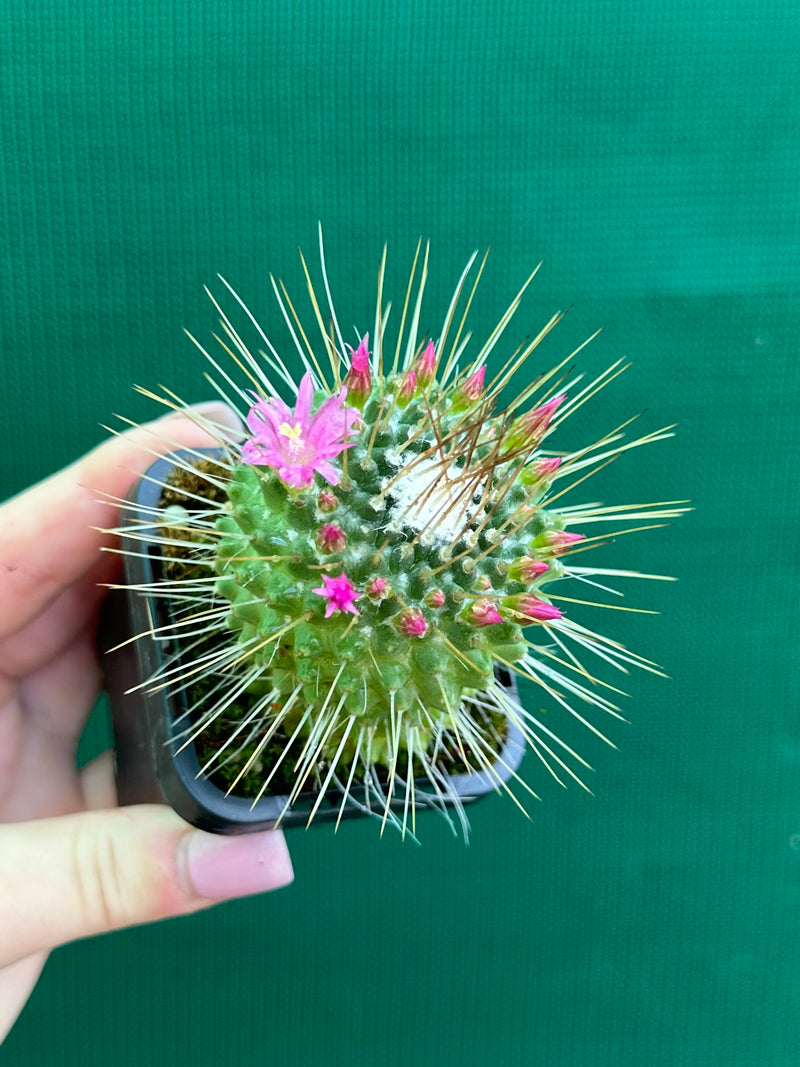 Mammillaria spinosissima cv ‘Spike’