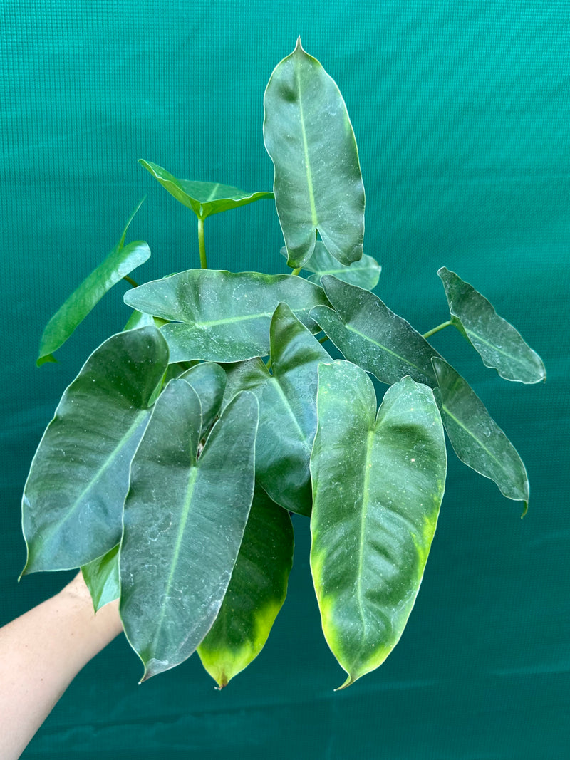 Philodendron ‘Burle Marx’