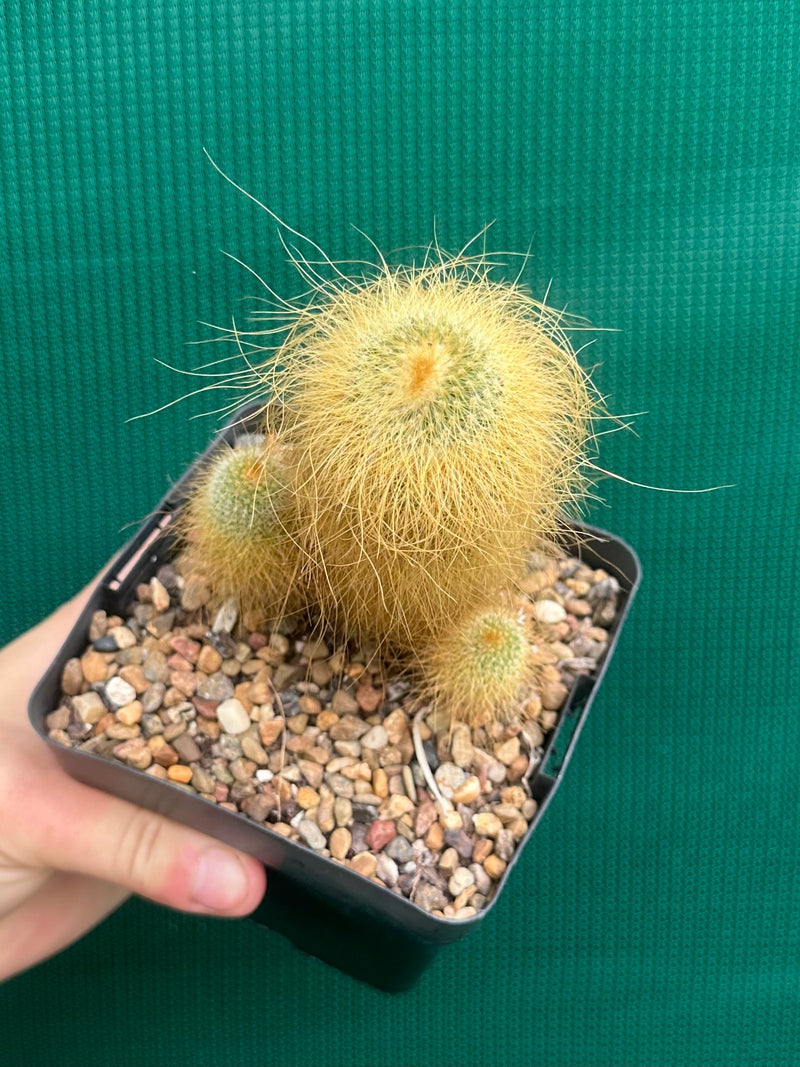 Parodia leninghausii NEW